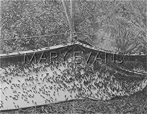 Infestation: Swarm of Crickets