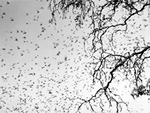 Locusts: SWARM OF LOCUSTS