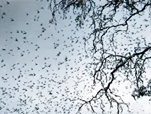 Locusts: SWARM OF LOCUSTS