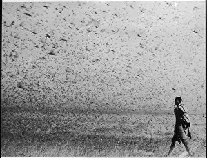Locusts: A swarm of locusts in Africa
