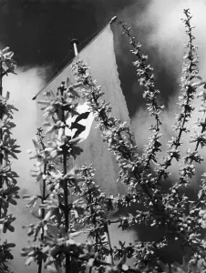 Blossoming: Swastika flag on 1 May 1933