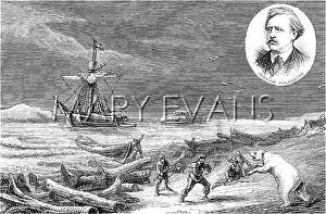 Dicksons: The Swedish Arctic Expedition 1876