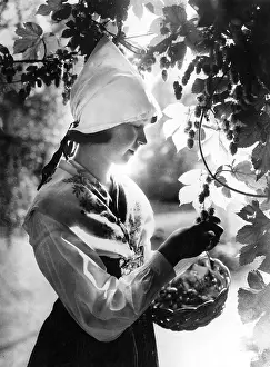 Orchards: SWEDISH HOP PICKER