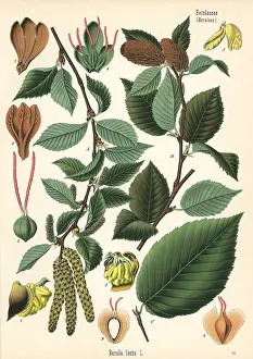 Wintergreen: Sweet birch, Betula lenta