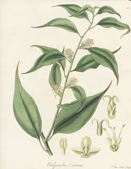 William Blackwood: Sweet box, Sarcococca coriacea