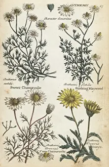 Chamomile: Sweet chamomile, stinking mayweed, corn chamaemile and oxeye