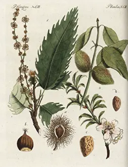 Dulcis: Sweet chestnut and almond tree
