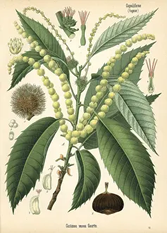 Castanea: Sweet chestnut, Castanea sativa