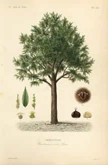 Oudet: Sweet chestnut, Castanea sativa