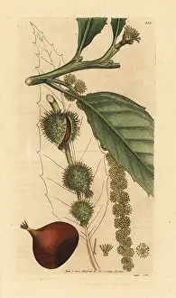 Castanea: Sweet chestnut tree, Fagus castanea