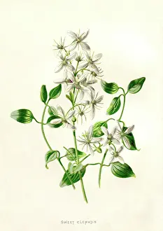 Tess Hines: Sweet Clematis