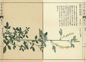 Color Printed: Sweet clover, Melilotus indicus