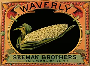Ripe: Sweet Corn