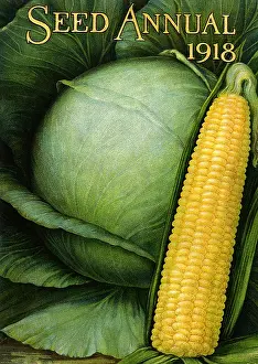 Packets: Sweet Corn and Lettuce