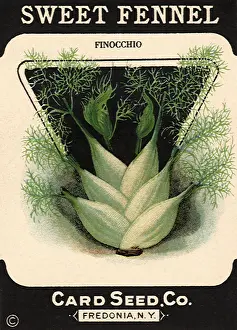 Fennel: Sweet Fennel Packet