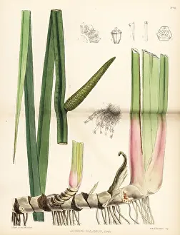 Cinnamon: Sweet flag, Acorus calamus