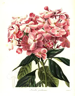 Henslow: Sweet-flowered luculia, Luculia gratissima