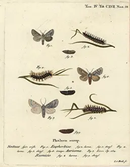 Scarce: Sweet gale moth, scarce dagger and knot grass moth