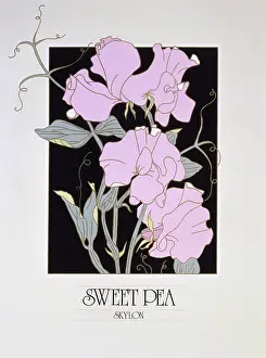 Malcolm Greensmith Collection: Sweet Pea flowers
