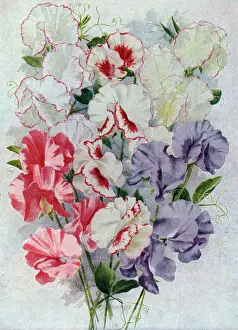 Unwin: Sweet Peas