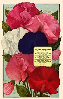 Packets: Sweet Peas