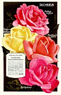 Packets: Five Sweet Peas