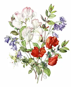 Peas: Sweet peas, harebells and honeysuckle