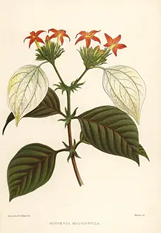 Ninian: Sweet root, Mussaenda macrophylla