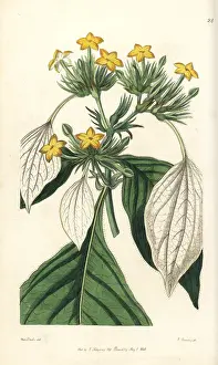 Macrophylla: Sweet root, Mussaenda macrophylla