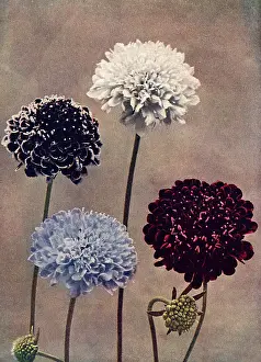 Scabious: Sweet scabious