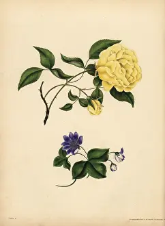 Nobilis: The sweet-scented China Rose, Infidelity;