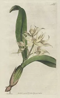Epidendrum: Sweet-scented epidendrum, Encyclia fragrans