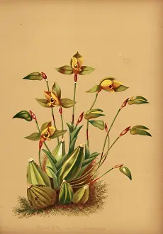 Aromatica: Sweet scented lycaste orchid, Lycaste aromatica