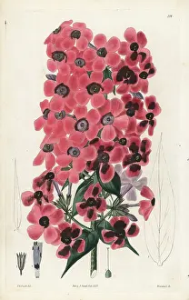 Odorata: Sweet-scented lychnidea, Phlox odorata
