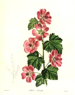 Malva: Sweet-scented mallow, Malva odorata
