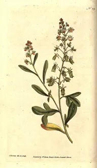 Odorata: Sweet-scented reseda or mignonette, Reseda odorata
