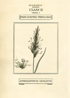 Duppa: Sweet-scented vernal grass, Anthoxanthum odoratum