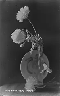 Delicate: Sweet Sultan Flowers in a Vase