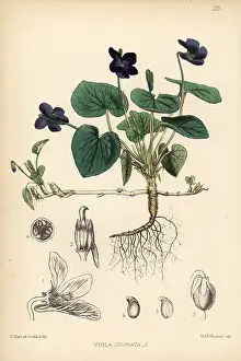 Odorata: Sweet violet, Viola odorata