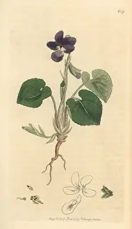 Odorata: Sweet violet, Viola odorata