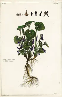 Filius: Sweet violet, Viola odorata