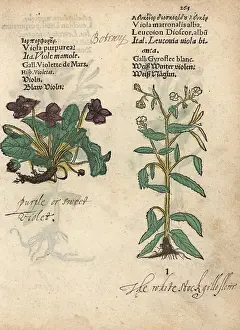 Incana: Sweet violet, Viola purpurea, and dame's violet