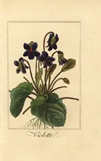 Odorata: Sweet violet, Violette, Viola odorata