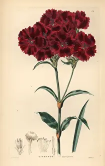 Barbatus: Sweet William, Dianthus barbatus