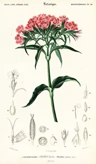 Louis Joseph Edouard Maubert: Sweet William, Dianthus barbatus