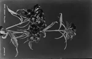 Ornamental: Sweet William Flower