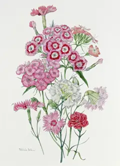 Dianthus: Sweet Williams and Garden Pinks