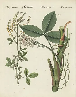 F. Gotz: Sweet yellow clover and bogbean
