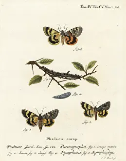 Nymphaea: Sweetfern underwing and oak yellow underwing