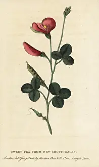Odoratus: Sweetpea, Lathyrus odoratus